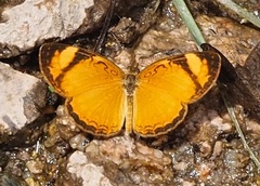 Tegosa claudina