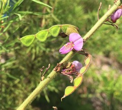 Desmodium floridanum