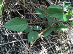 Desmodium floridanum