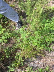 Desmodium floridanum