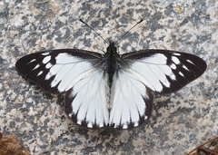 Catasticta prioneris