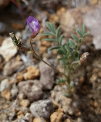 Astragalus nuttallianus imperfectus