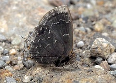 Ocaria ocrisia