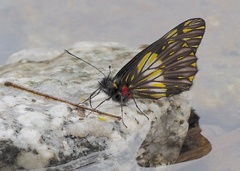 Catasticta prioneris