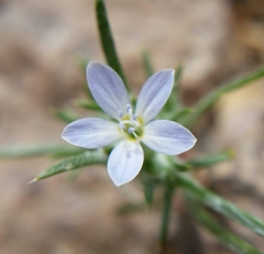 Eriastrum diffusum