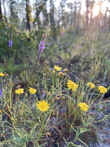 zigzag silkgrass (Pityopsis flexuosa)