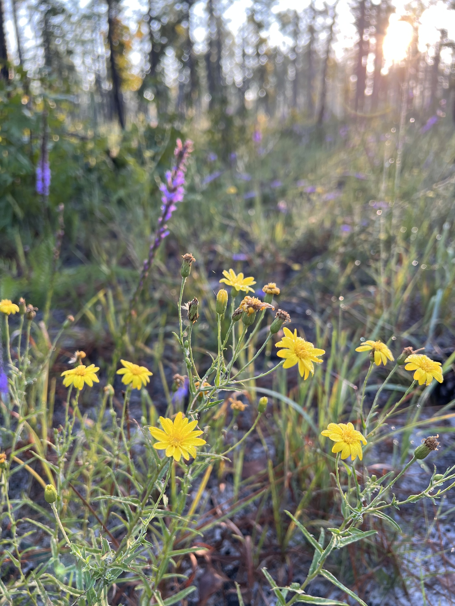 Pityopsis flexuosa
