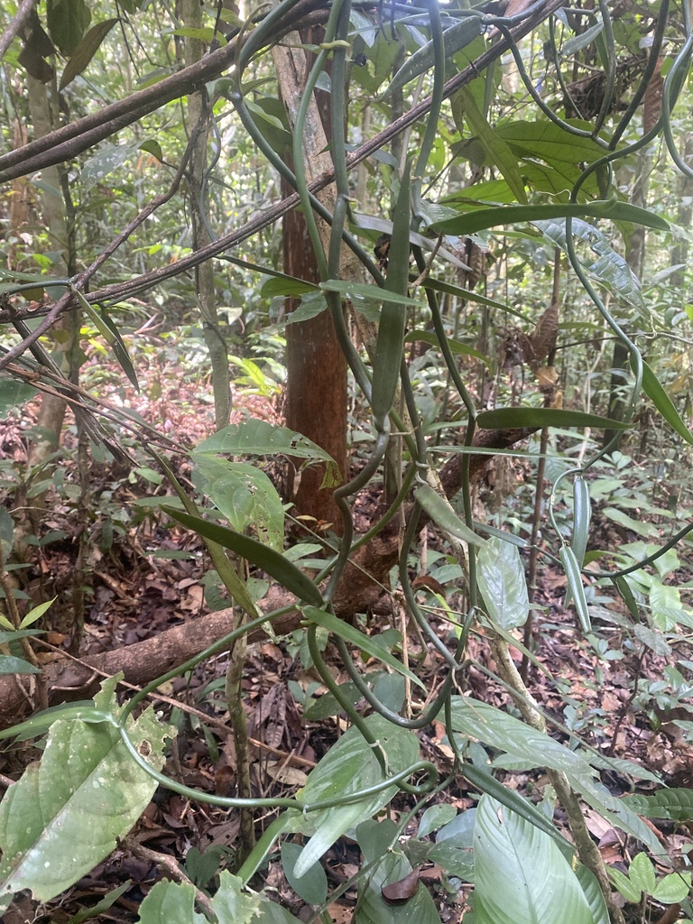 Vanilla odorata