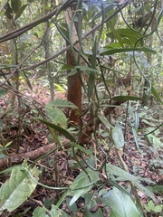 Vanilla odorata