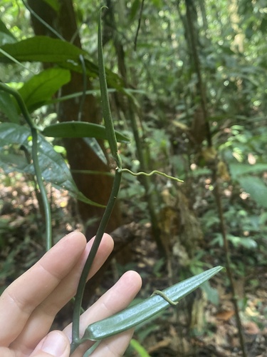 Vanilla odorata, photograph 1