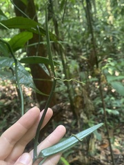 Vanilla odorata, photograph (c) fern Wildtruth, some rights reserved (CC BY)