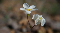Leptosiphon chrysanthus decorus