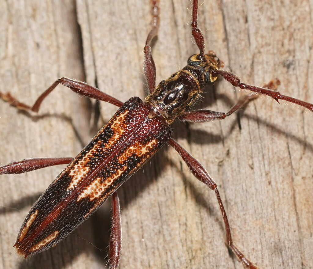 Coptocercus