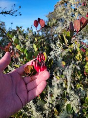 Macleania rupestris image