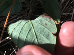 Desmodium floridanum