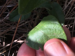 Desmodium floridanum