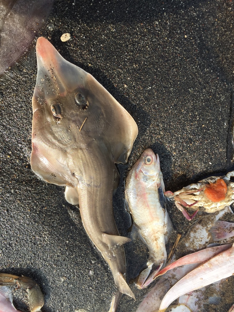 Whitenose guitarfish (Pseudobatos leucorhynchus) — Rhinobatidae