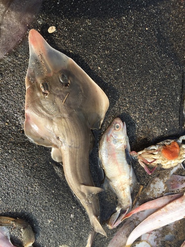 Whitenose guitarfish (Pseudobatos leucorhynchus) — Rhinobatidae