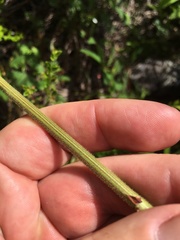 Desmodium floridanum