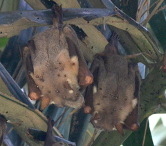 Hypsignathus monstrosus
