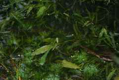Potamogeton alpinus