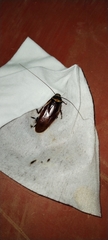 Periplaneta australasiae image