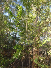 Persoonia levis