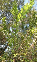 Persoonia levis