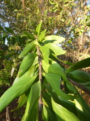 Persoonia levis