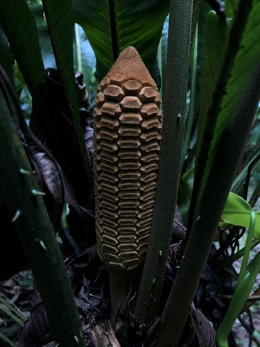Zamia nesophila