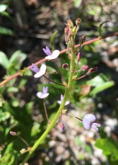 Desmodium lineatum