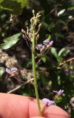 Desmodium lineatum