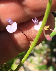 Desmodium lineatum