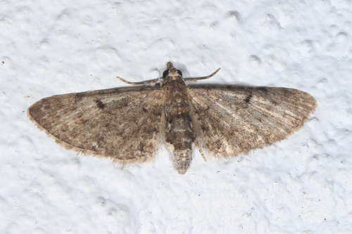 Common Eupithecia Moth photo 6