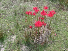 Nerine