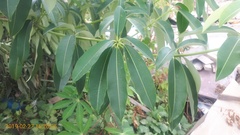 Alstonia