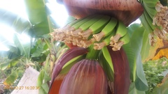 Musa × paradisiaca