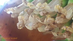Musa × paradisiaca