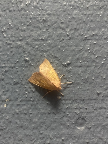 Scalloped Sallow photo 4