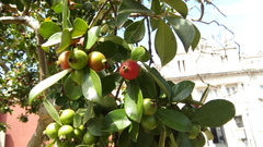 Psidium cattleyanum