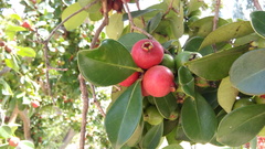 Psidium cattleyanum