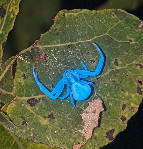 Goldenrod Crab Spider photo 6