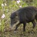 White-lipped Peccary - Photo (c) Irene Domhoff, some rights reserved (CC BY-NC), uploaded by Irene Domhoff