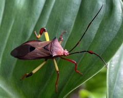 Melucha biolleyi image