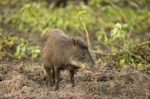 White-lipped Peccary