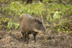 White-Lipped Peccary photo 3