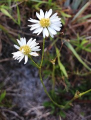Erigeron vernus