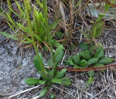 Erigeron vernus