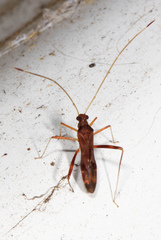 Paraxenetus guttulatus