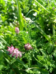 Fumaria densiflora